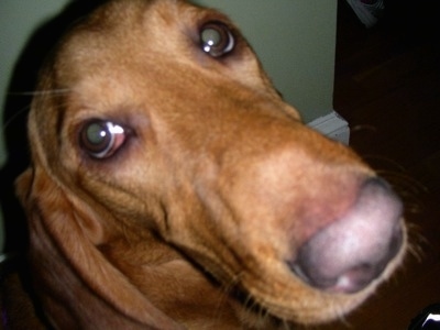 Close Up - A brown Basset Retrievers face.