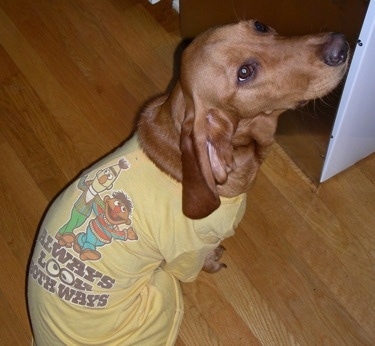 Topdown view of the right side of a brown Basset Retriever that is wearing a yellow Bert and Ernie t-shirt that says 'Always Look Both Ways' while sitting on a hardwood floor