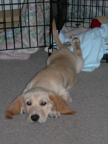 A tan Basset Retriever is laying down on a carpet with a cage around it.