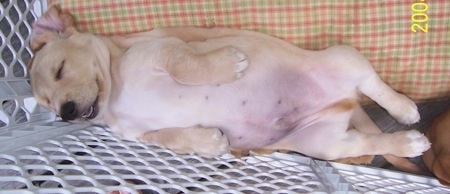 The left side of a tan Basset Retriever that is sleeping upside down on a pillow in a plastic cage
