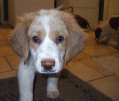 Close up - A white and brown Basset Retriever puppy is steping on to a rug with other puppies behind it.