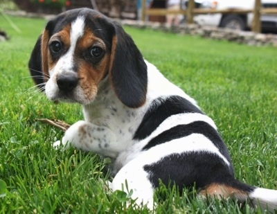 Shooter the Beagle puppy laying outside in the grass looking back at the camera holder