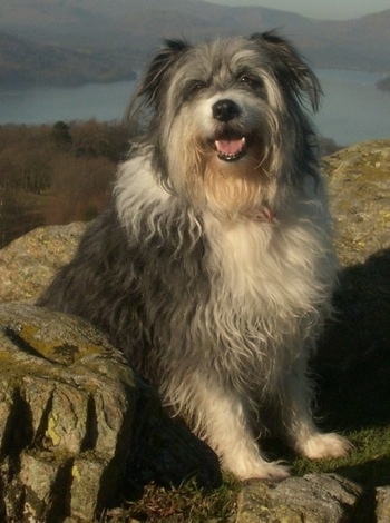 Close Up - Meg the Bearded Collie sitting in the middle of large rocks with water in the background