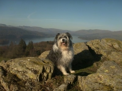Meg the Bearded Collie sitting in the middle of a rock structure with a good view and water in the background