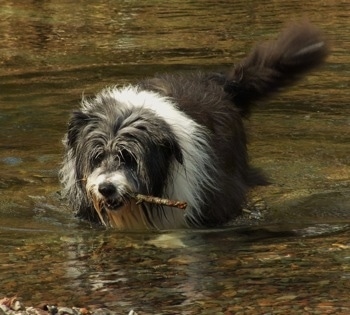 Meg the Bearded Collie with a stick in its mouth walking through water