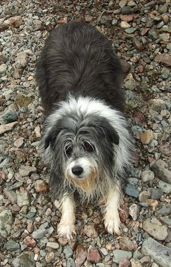 Meg the Bearded Collie standing on river stones play bowing