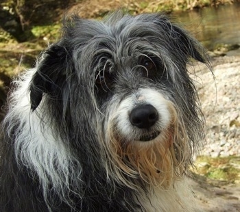Close Up - Meg the Bearded Collie looking at the camera holder with water in the background