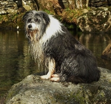 Meg the Bearded Collie sitting on a large rock in front of water