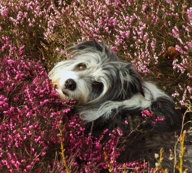 Meg the Bearded Collie laying in a field of flowers