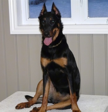 Classie "Ellita" de Nanrox the Beauceron sitting in front of a window with his tongue out