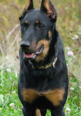 Classie Ellita de Nanrox the Beauceron standing outside with his mouth open