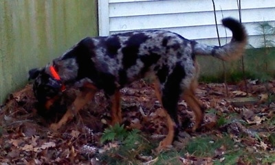 Serra the Beauceron sniffing next to a pile of leaves