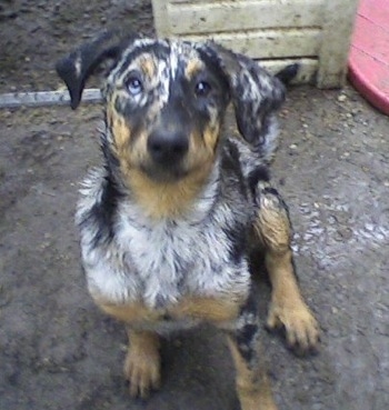 Serra the Beauceron as a puppy outside in the mud