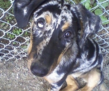 Close Up - Serra the Beauceron puppy sitting in front of a chain link fence