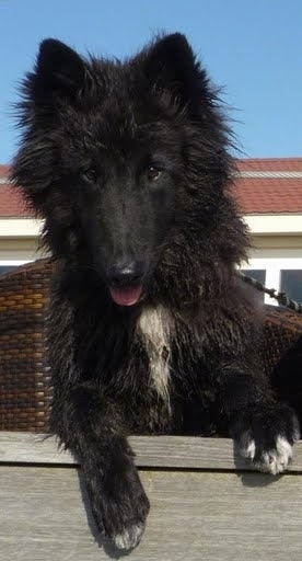 A wet black with white Belgian Sheepdog is laying at the edge of a wooden porch and it is looking down.