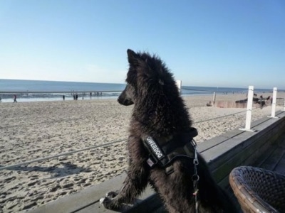 The back left side of a black with white Belgian Sheepdog that is standing up against the railings of a wooden platform, it is looking at the water at the end of the beach.