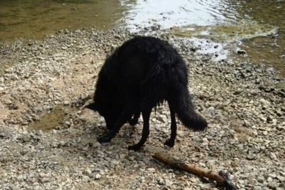 The back left side of a wet black belgian Sheepdog that is sniffing the ground behind a small body of water.