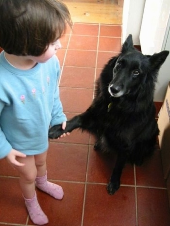The front left side of a black Belgian Sheepdog that is sitting in a kitch nect to a little girl. The Sheepdog has given its paw to the little girl to hold.