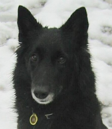 Close up - A black Belgian Sheepdog is sitting in snow and it is lookign forward.