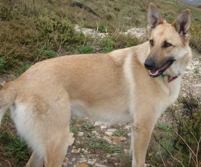 Belgian Malinois Dog Breed Information And Pictures