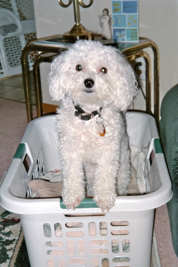 A curly-coated white Bichon Frise dog is standing on the side of a plastic white basket looking forward.