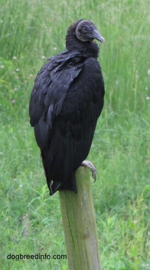 Black Vulture standing on a wooden beam looking to the right