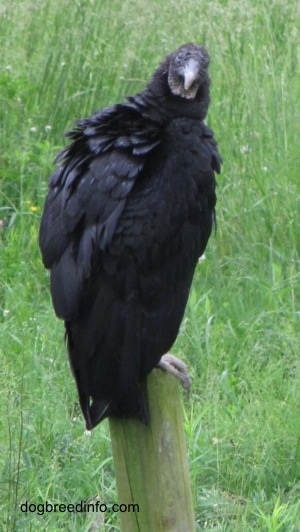 Right Profile - Black Vulture sitting on top of a fence post looking towards the camera