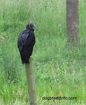 Black Vulture sitting on top of a fence post across from another tree