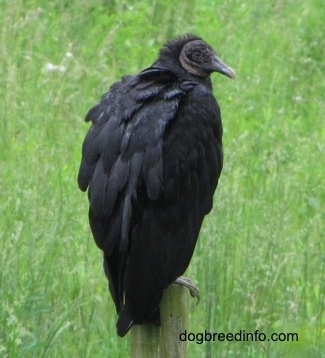 Black Vulture calmly waits for its prey