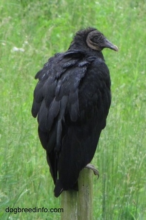 Black Vulture calmly waits on a fence post