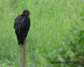 Black Vulture feathers are fluffing up