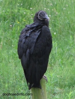 Black Vulture feathers are fluffing up and its looking to the right