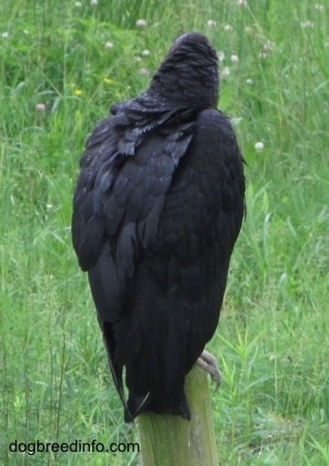 Backside of a Black Vulture looking to the right