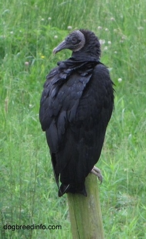 Black Vulture siting on a wooden post looking to the left