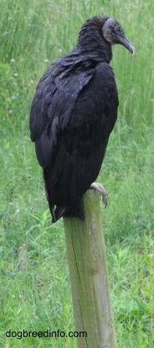 Black Vulture standing on a wooden beam in a yard