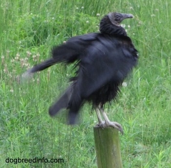 Black Vultue preparing to fly away