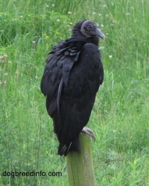 Black Vulture not leaving the tree stomp