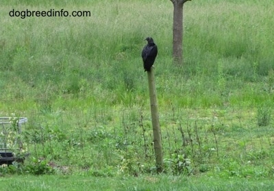 Wide View of a Black Vulture on top of a fence post