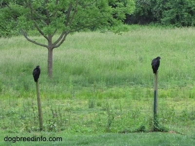 Two Black Vultures perched on fence posts over looking a field