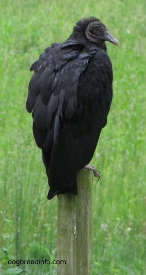 Black Vulture standing on a wooden beam