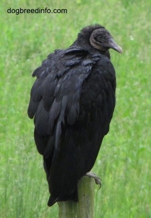 Close Up - Black Vulture sitting on top of a wooden fence post