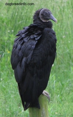 Right Profile - Black Vulture sitting on top of a fence post