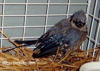 Blue Jay inside of a cage looking at the camera holder