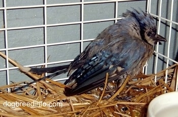 baby Blue Jay inside of a cage