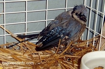 baby Blue Jay inside of a cage near a feeding bowl