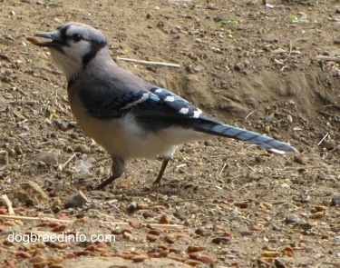 Blue Jay walking on dirt with a piece of cat food in its mouth