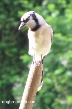 Blue Jay standing on a broom stick