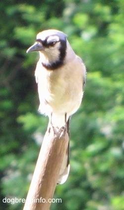 Blue Jay perched on a broom stick looking into the distance