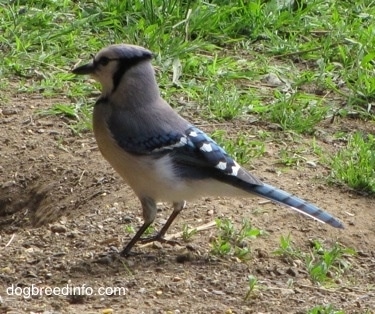 Left Profile - Blue Jay standing in dirt next to a hole in the ground