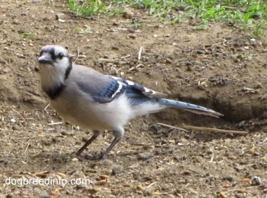 Blue Jay standing in dirt with a hole in the ground behind it
